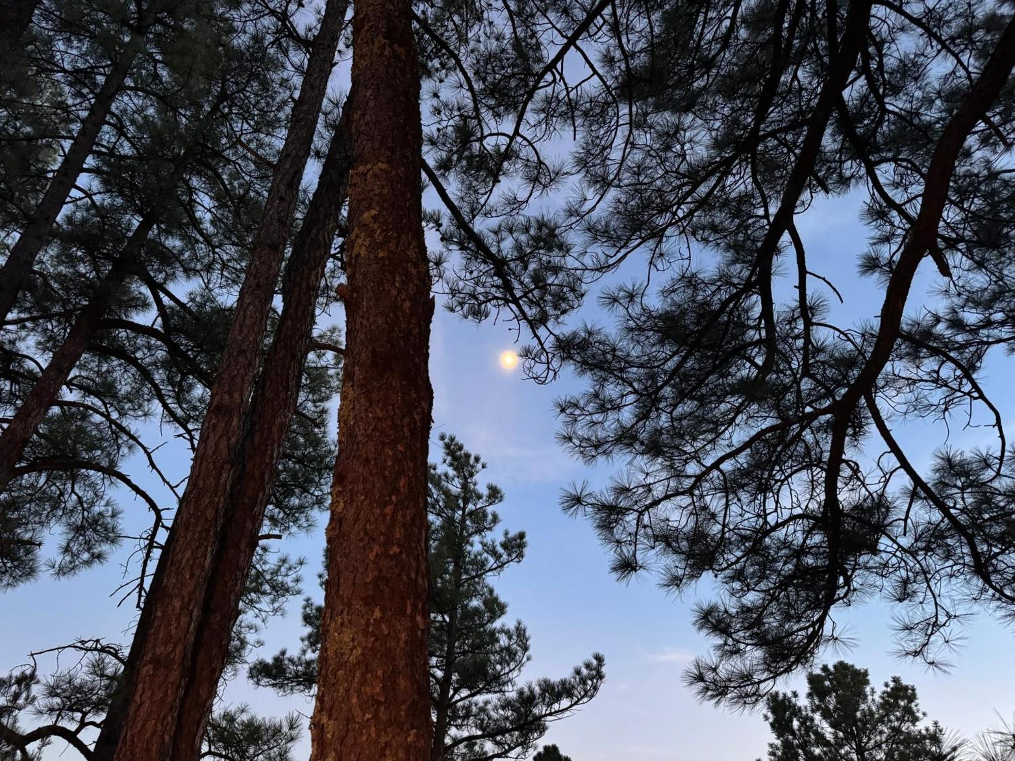 Gonzales Cozy Little Bear Cabin Ruidoso Zewnętrze zdjęcie