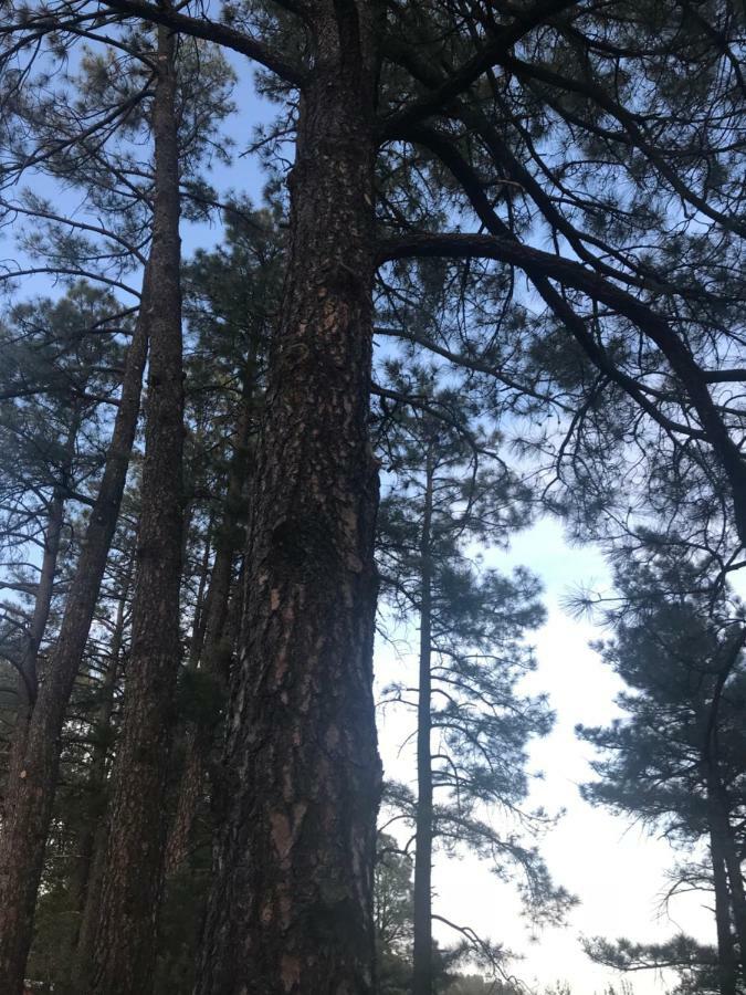 Gonzales Cozy Little Bear Cabin Ruidoso Zewnętrze zdjęcie